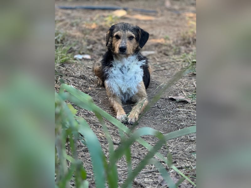 Mutige Nala sucht das Abenteuer mit dir