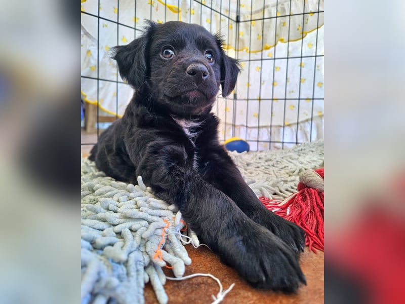 GINO sucht seine Manege zum Spaßhaben