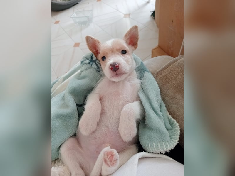 Mikki wünscht sich seine eigene Familie