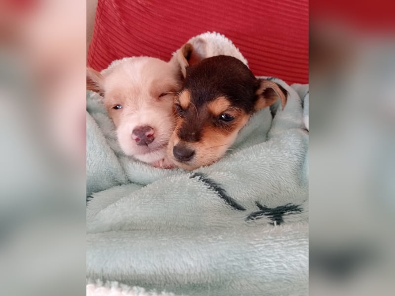 Mikki wünscht sich seine eigene Familie