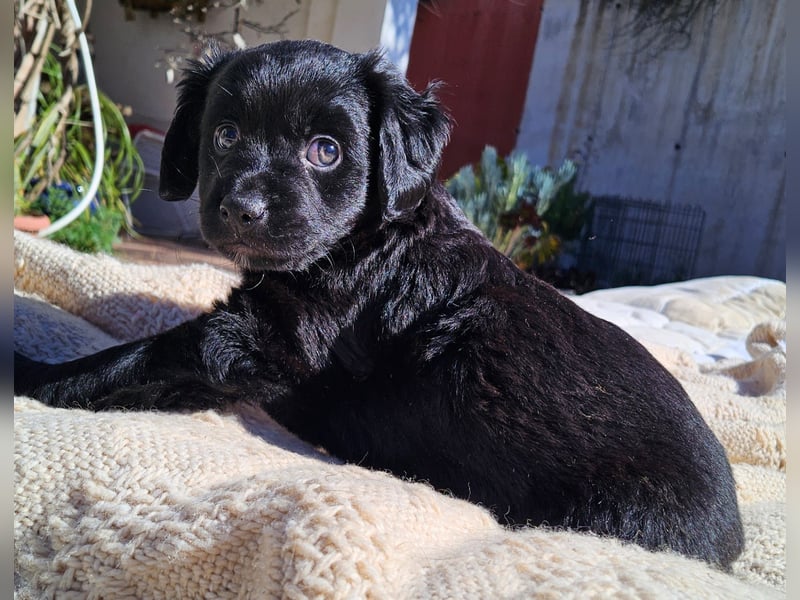 GINO sucht seine Manege zum Spaßhaben