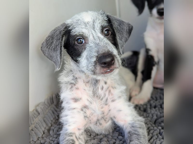 Emil sucht eine einfühlsame Familie