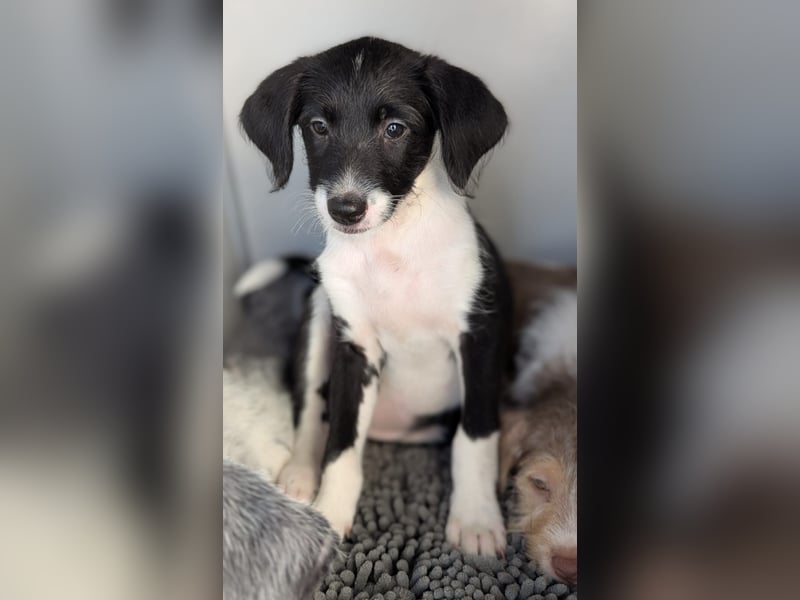 Mutige Nala sucht das Abenteuer mit dir