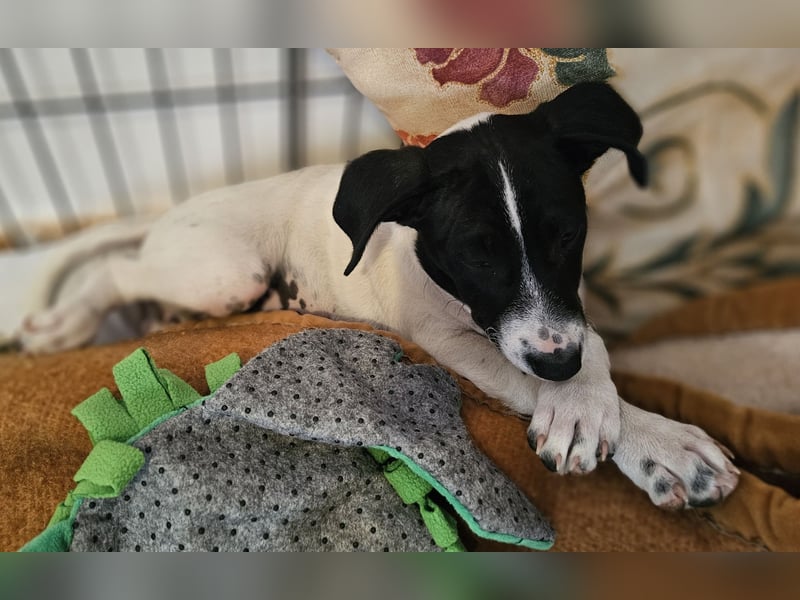 Herzensbrecherin TIA sucht ihre Menschen
