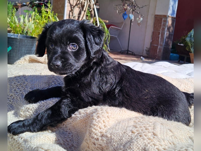 GINO sucht seine Manege zum Spaßhaben