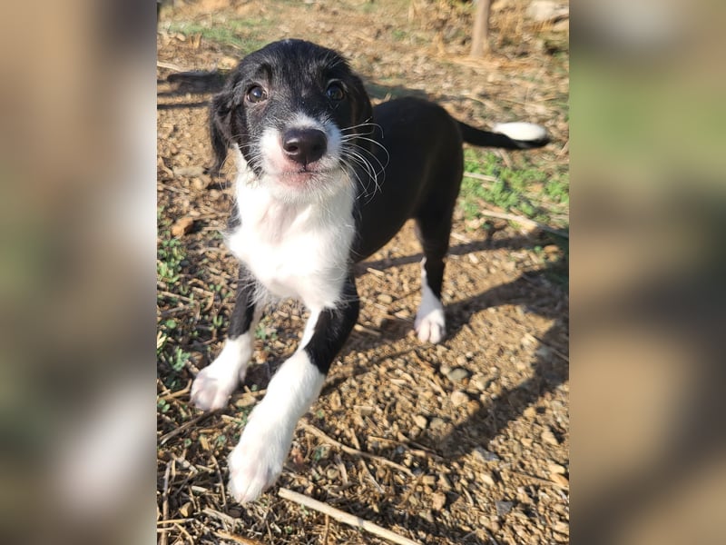 Mutige Nala sucht das Abenteuer mit dir