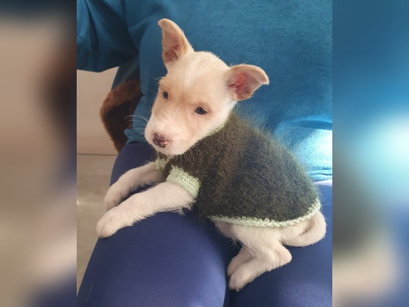 Mikki wünscht sich seine eigene Familie