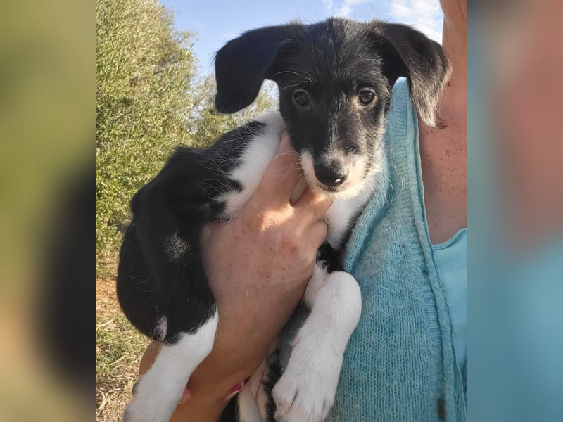 Mutige Nala sucht das Abenteuer mit dir