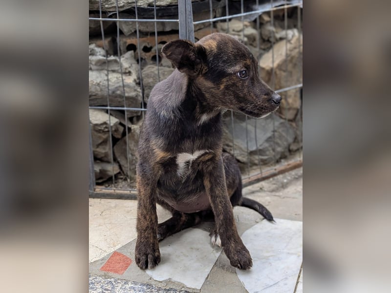 Kleine MINA sucht Mensch mit großem Herz