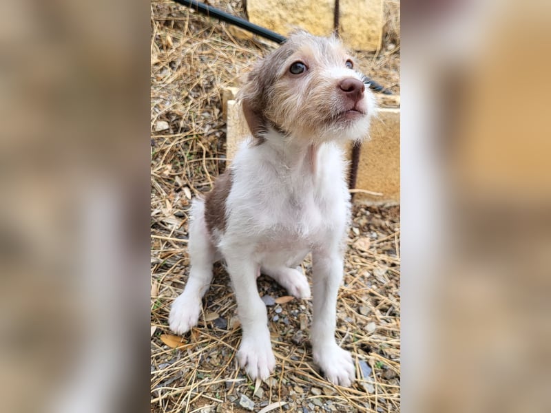 Bouncy Benni wartet auf seine Familie