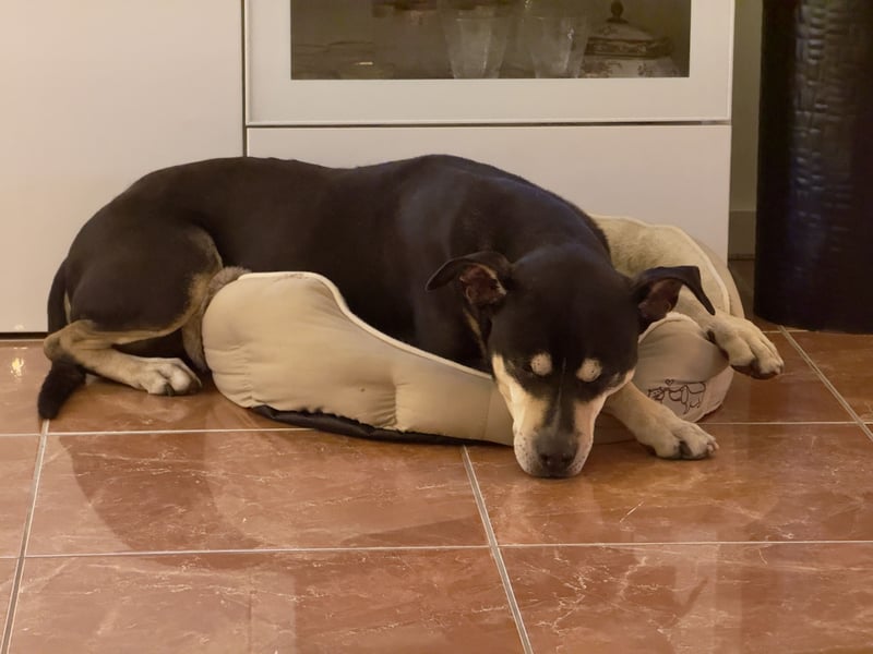 SCOOBY wünscht sich einen entspannten Lebensabend