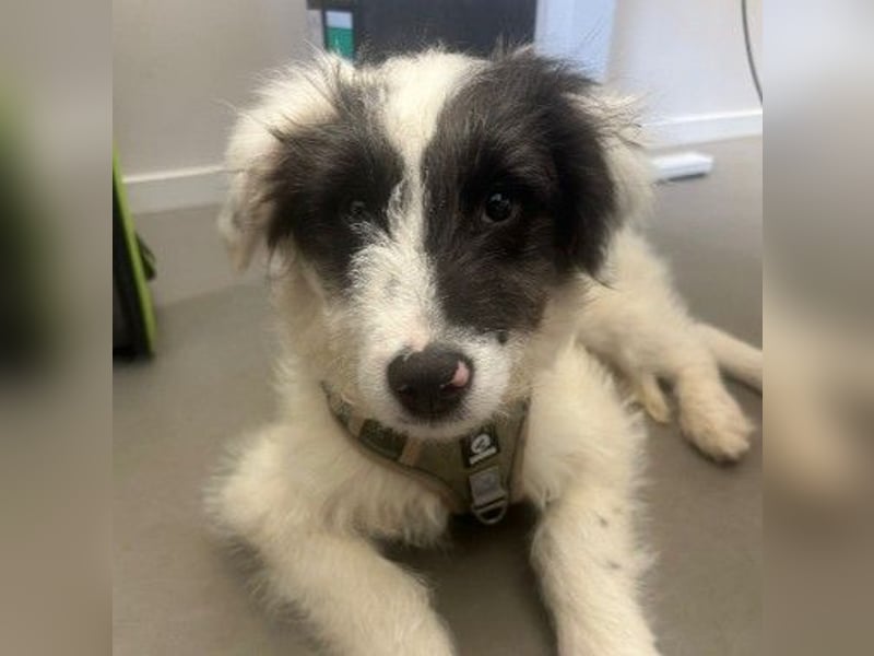 MATTI - lieber Jungrüde braucht besondere Unterstützung