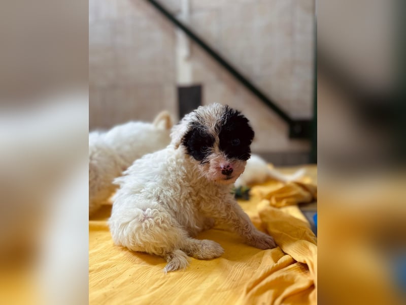 Matti, verspielt und unheimlich menschenbezogen wartet auf seine liebe Familie