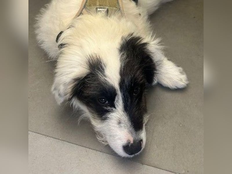 MATTI - lieber Jungrüde braucht besondere Unterstützung