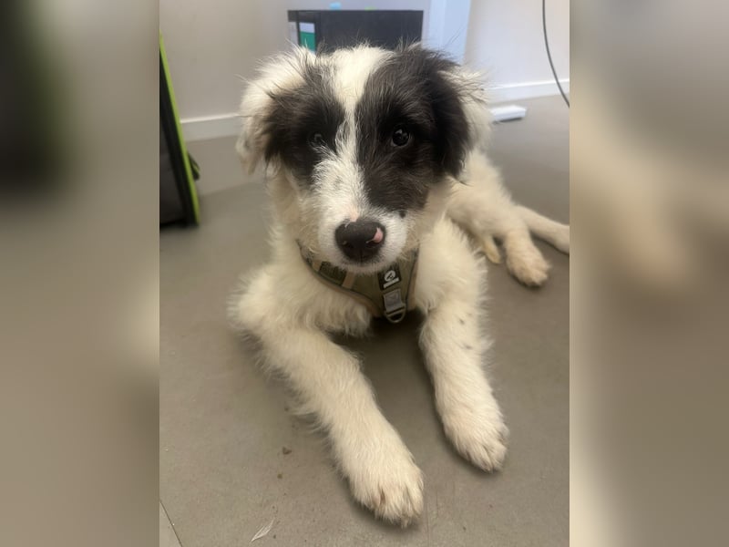 Matti, verspielt und unheimlich menschenbezogen wartet auf seine liebe Familie