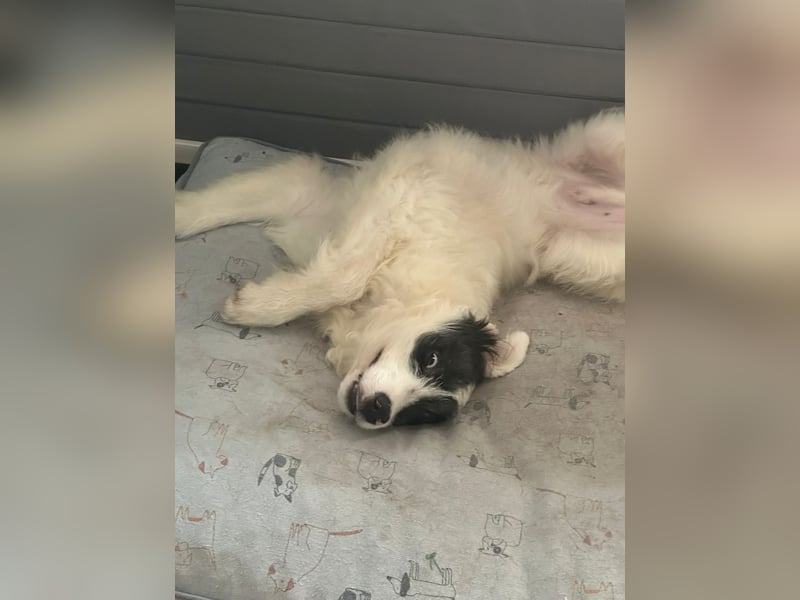 MATTI - lieber Jungrüde braucht besondere Unterstützung