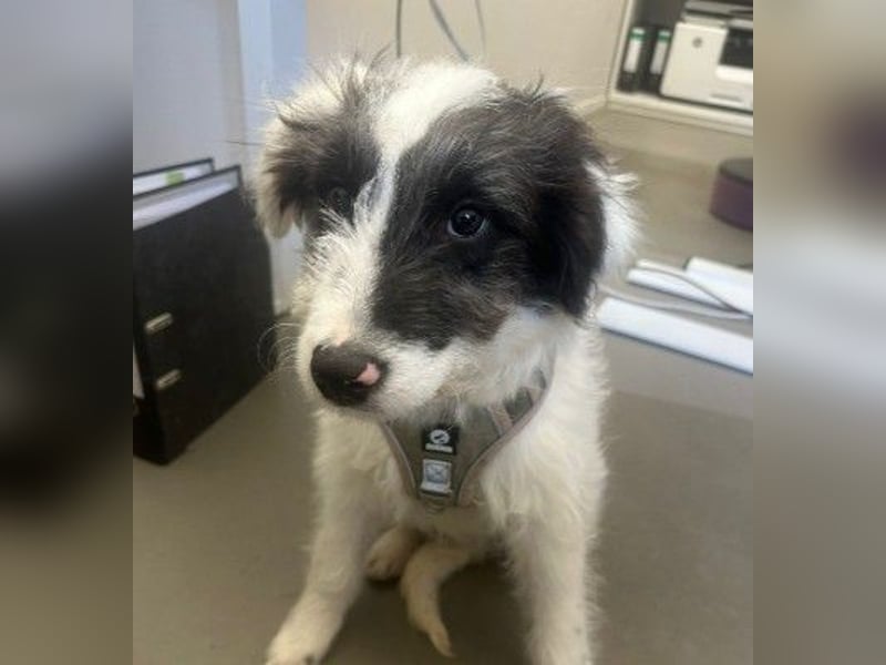 MATTI - lieber Jungrüde braucht besondere Unterstützung