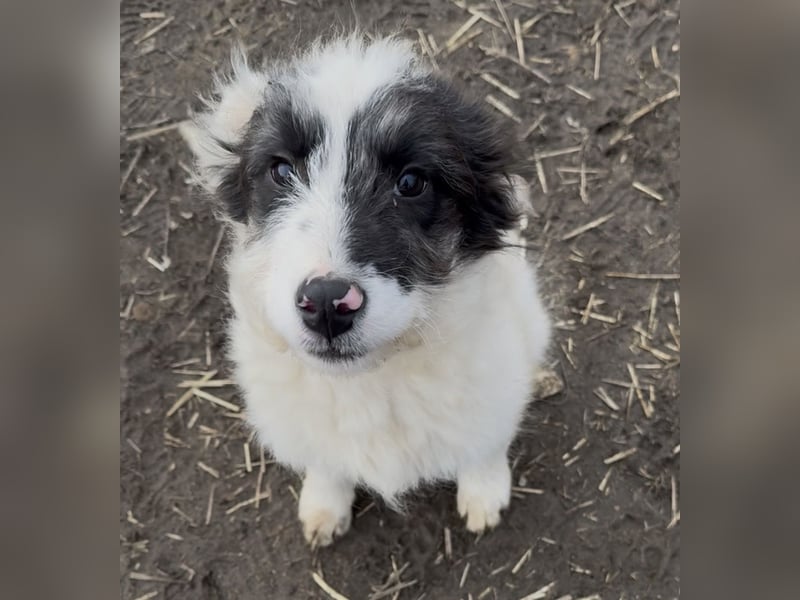 MATTI - lieber Jungrüde braucht besondere Unterstützung