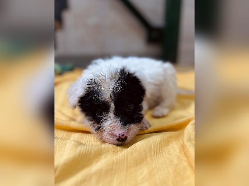 Matti, verspielt und unheimlich menschenbezogen wartet auf seine liebe Familie