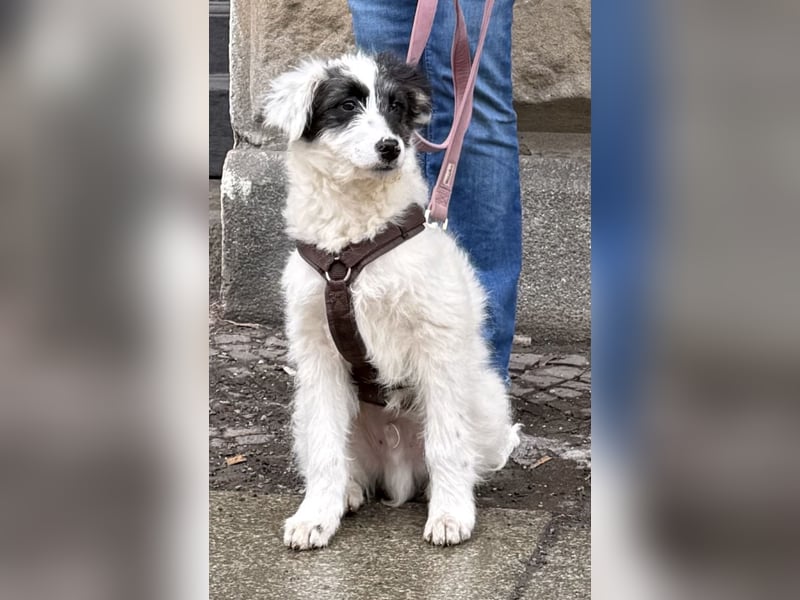 MATTI - lieber Jungrüde braucht besondere Unterstützung