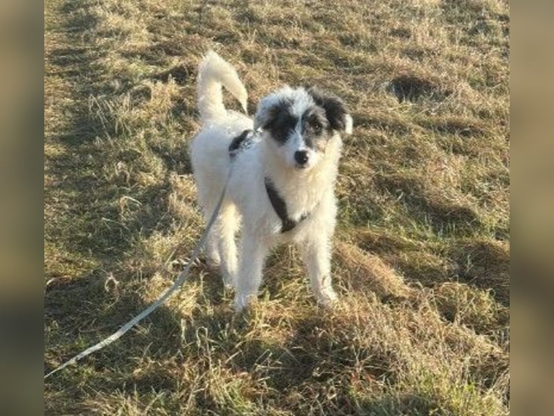 MATTI - lieber Jungrüde braucht besondere Unterstützung