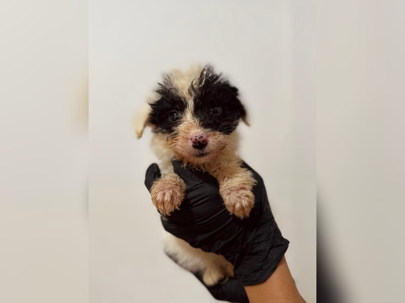 Matti, verspielt und unheimlich menschenbezogen wartet auf seine liebe Familie