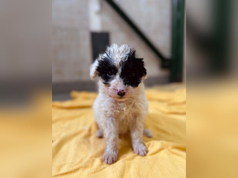 Matti, verspielt und unheimlich menschenbezogen wartet auf seine liebe Familie