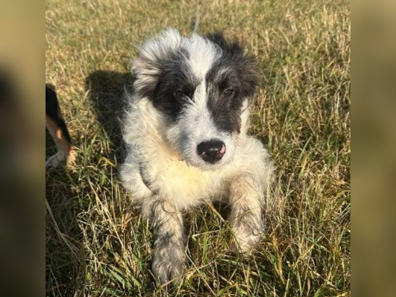 MATTI - lieber Jungrüde braucht besondere Unterstützung