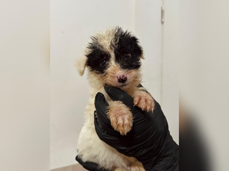 Matti, verspielt und unheimlich menschenbezogen wartet auf seine liebe Familie