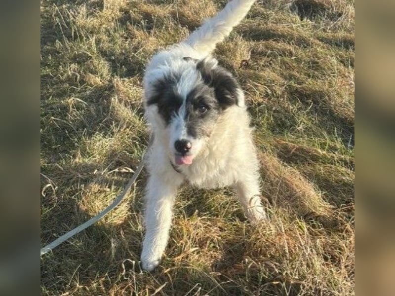 MATTI - lieber Jungrüde braucht besondere Unterstützung