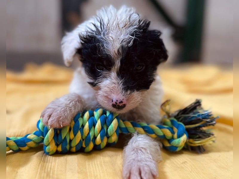 Matti, verspielt und unheimlich menschenbezogen wartet auf seine liebe Familie