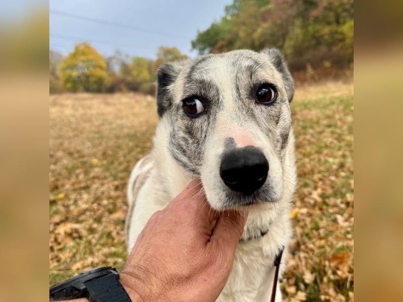IVY – NEUN WELPEN HAT SIE LIEBE GESCHENKT. JETZT IST SIE AN DER REIHE! ❤️