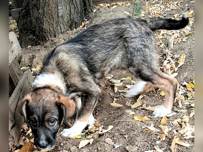  MATTI – EIN KLEINER BESCHÜTZER MIT EINEM GANZ GROSSEN HERZEN! ❤️