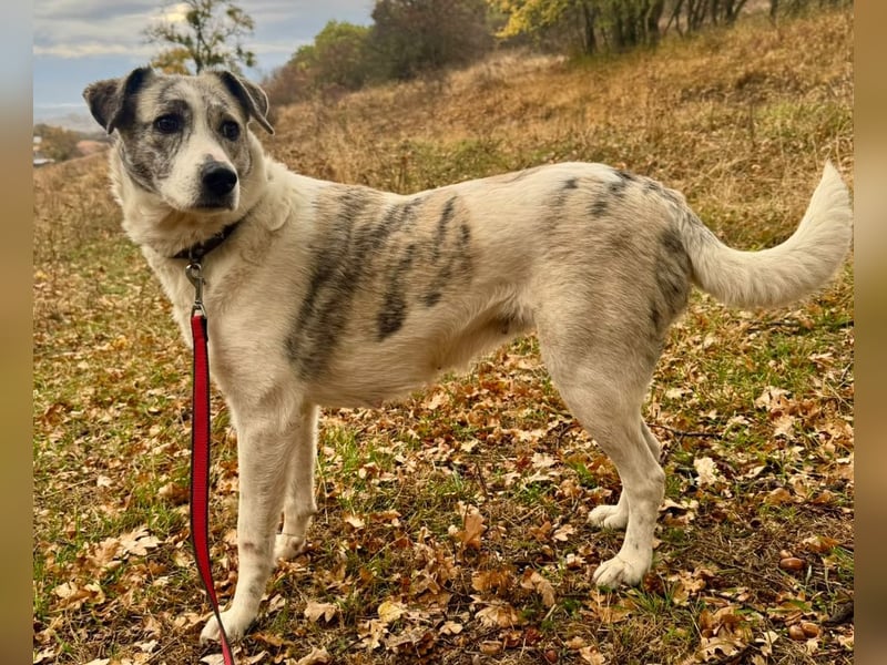 IVY – NEUN WELPEN HAT SIE LIEBE GESCHENKT. JETZT IST SIE AN DER REIHE! ❤️