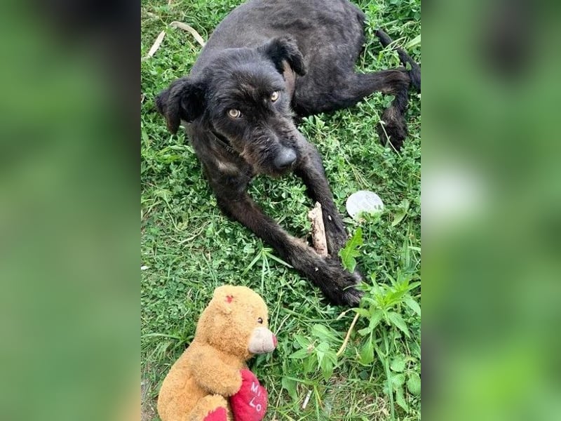 Kito sucht seine aktive Familie
