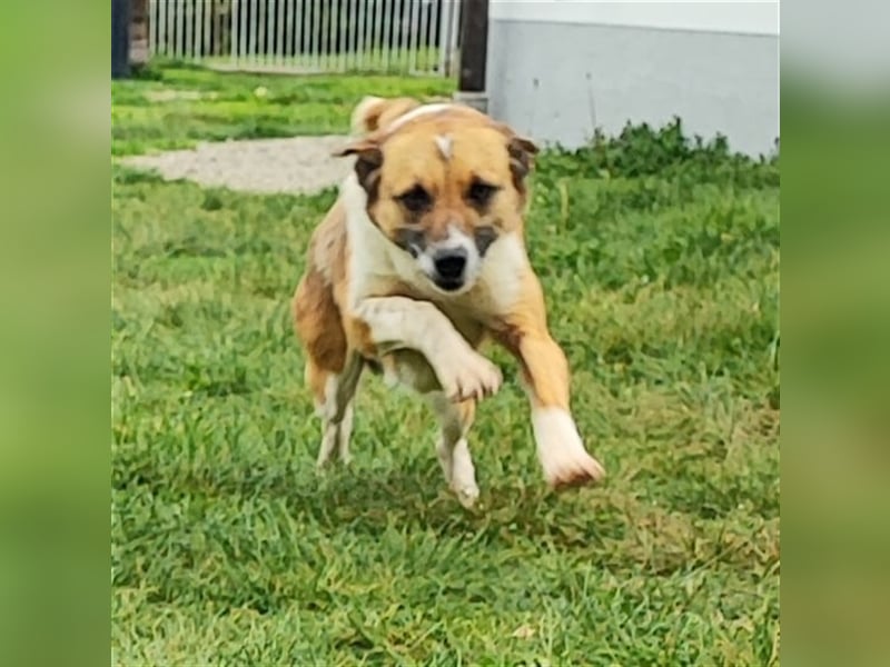 Charlie sucht seine Familie