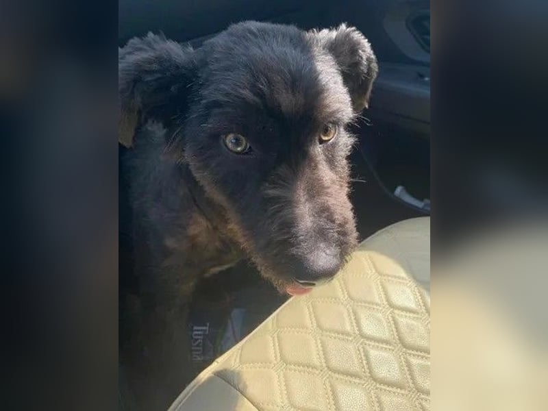 Kito sucht seine aktive Familie