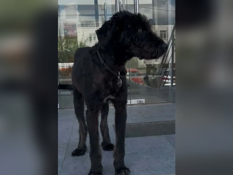 Kito sucht seine aktive Familie