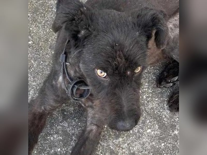 Kito sucht seine aktive Familie