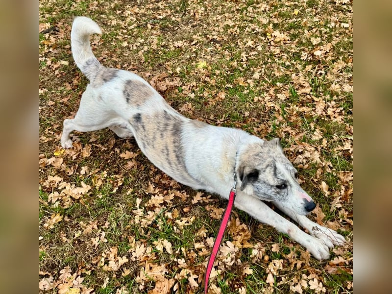 IVY – NEUN WELPEN HAT SIE LIEBE GESCHENKT. JETZT IST SIE AN DER REIHE! ❤️