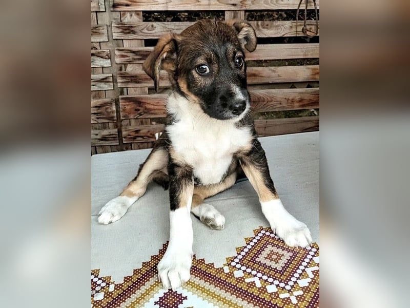  MATTI – EIN KLEINER BESCHÜTZER MIT EINEM GANZ GROSSEN HERZEN! ❤️