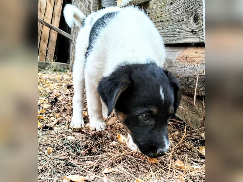  MONTY – VOM KLEINEN ANGSTHASEN ZUM GROSSEN HERZENSBRECHER! ❤️