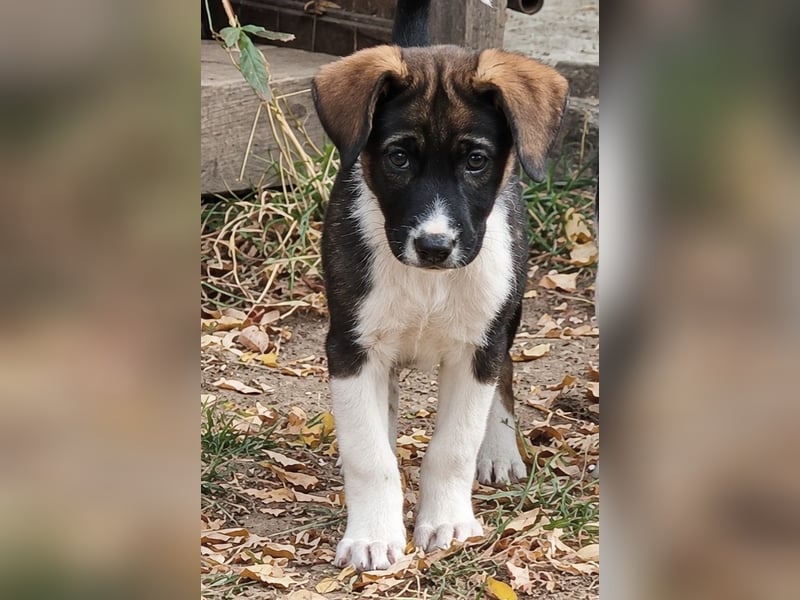 NUII – KLEINE SCHMUSEMAUS SUCHT IHR GROSSES GLÜCK!