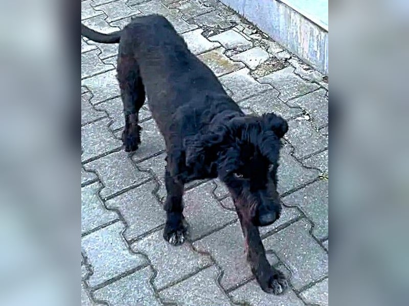 Kito sucht seine aktive Familie