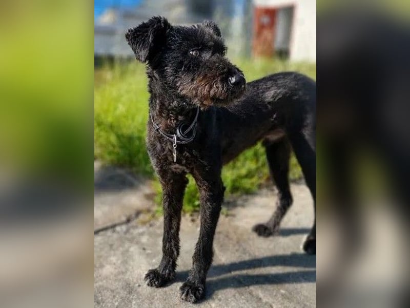Kito sucht seine aktive Familie