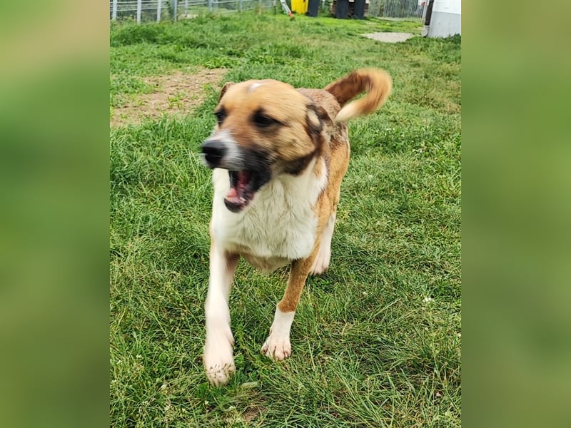 Charlie sucht seine Familie