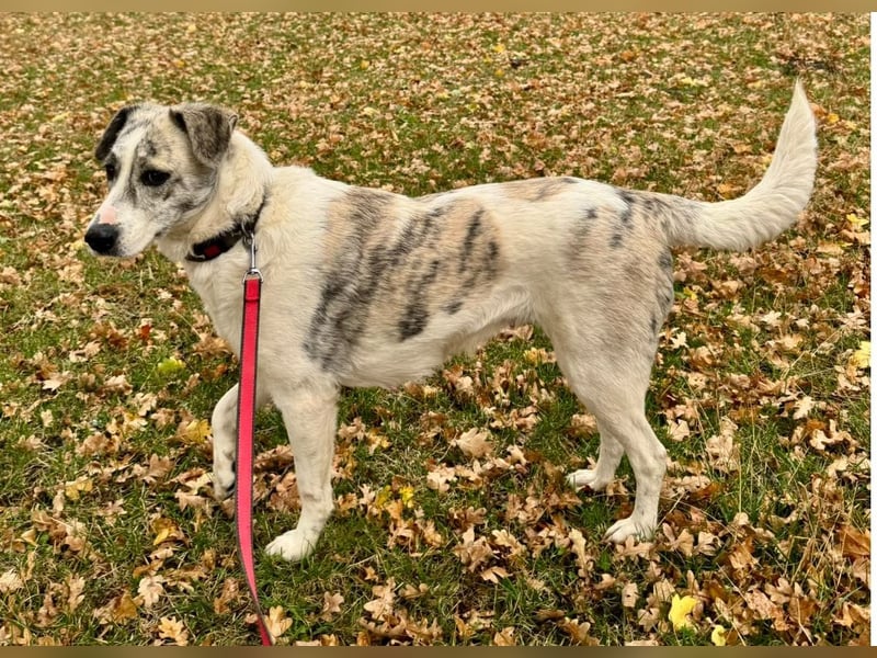 IVY – NEUN WELPEN HAT SIE LIEBE GESCHENKT. JETZT IST SIE AN DER REIHE! ❤️