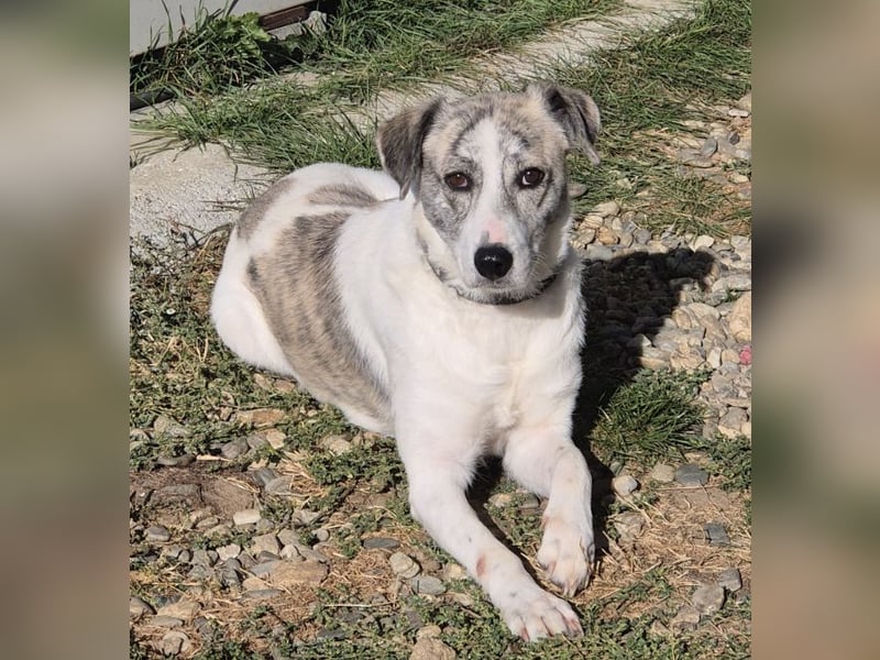 IVY – NEUN WELPEN HAT SIE LIEBE GESCHENKT. JETZT IST SIE AN DER REIHE! ❤️