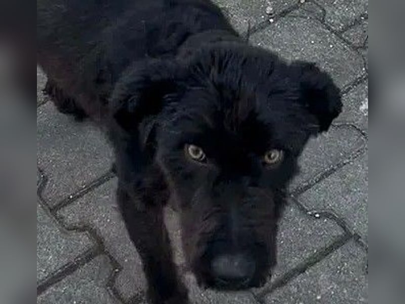 Kito sucht seine aktive Familie