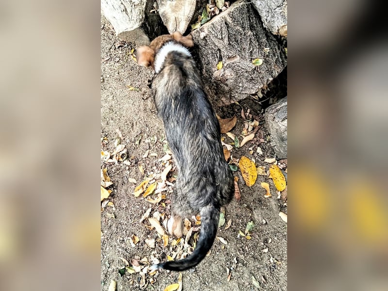  MATTI – EIN KLEINER BESCHÜTZER MIT EINEM GANZ GROSSEN HERZEN! ❤️